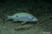 Lutjanus synagris-Bonaire Buddy Reef-10m-20180218nuit-Denis-ADER-DSC_6375_tn
